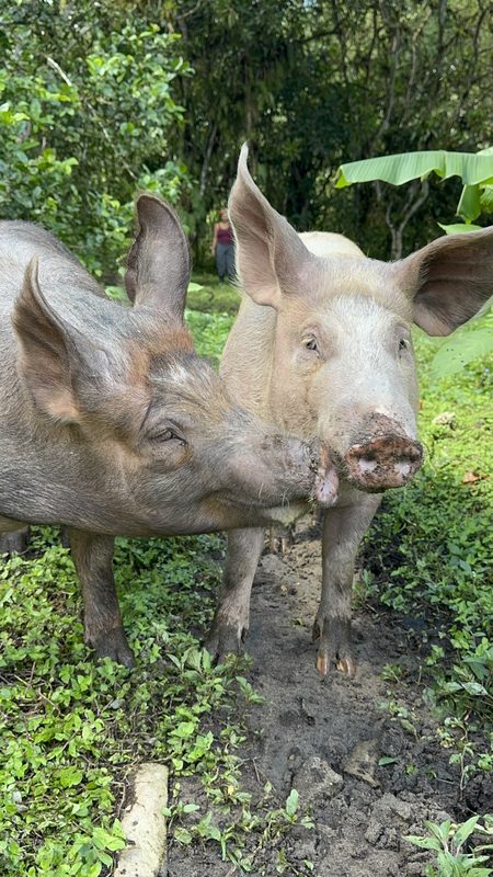 The animals of Amaroo Sanctuary