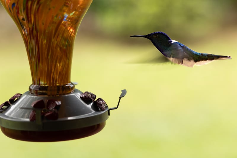 Hummingbird hovering near feeder in Mindo Valley