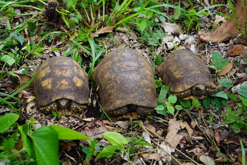 Three turtles on the Amaroo Sanctuary grounds