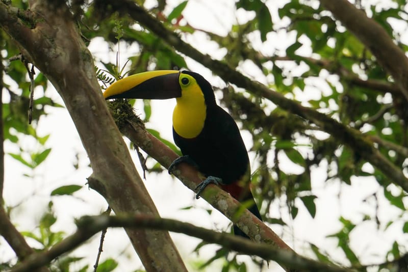 Yellow-throated toucan in the cloud forest canopy
