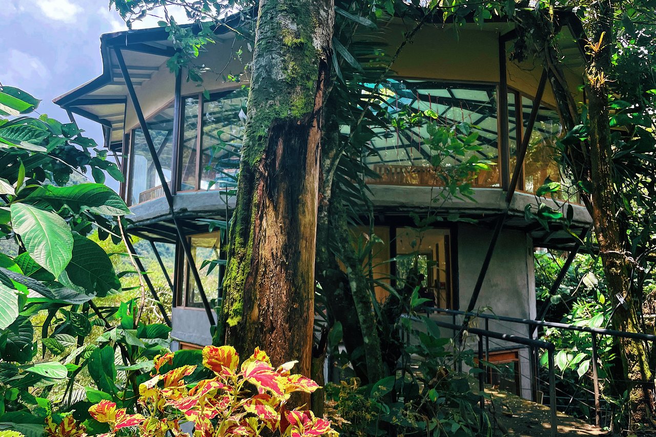 Elevated in the forest canopy
